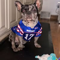Elsie, the French bulldog who inspired IVDD Awareness